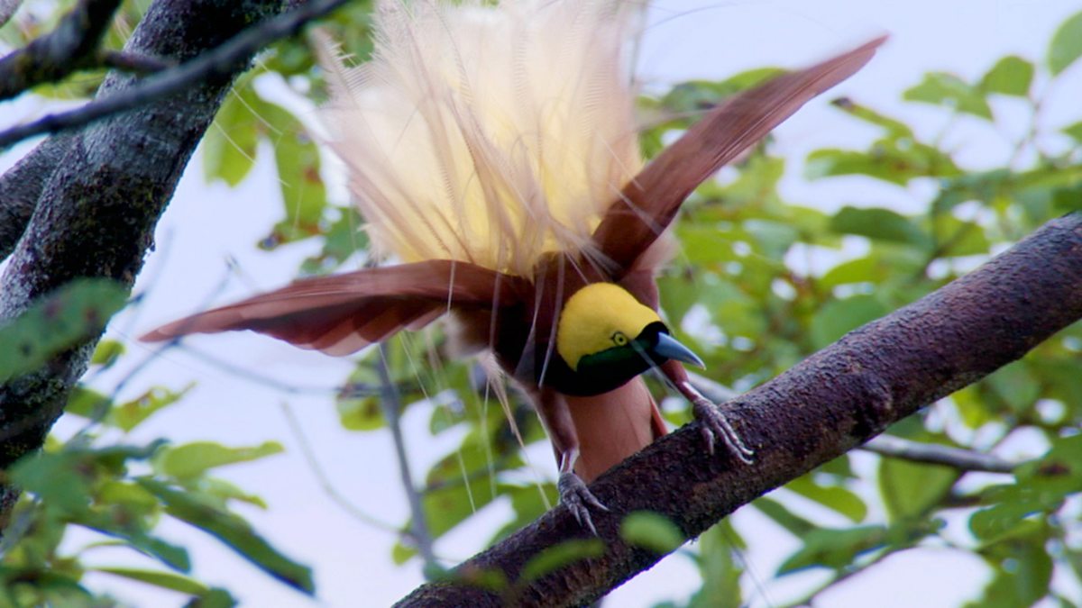 BBC Two - Wonders of Nature, Birds of Paradise - Display