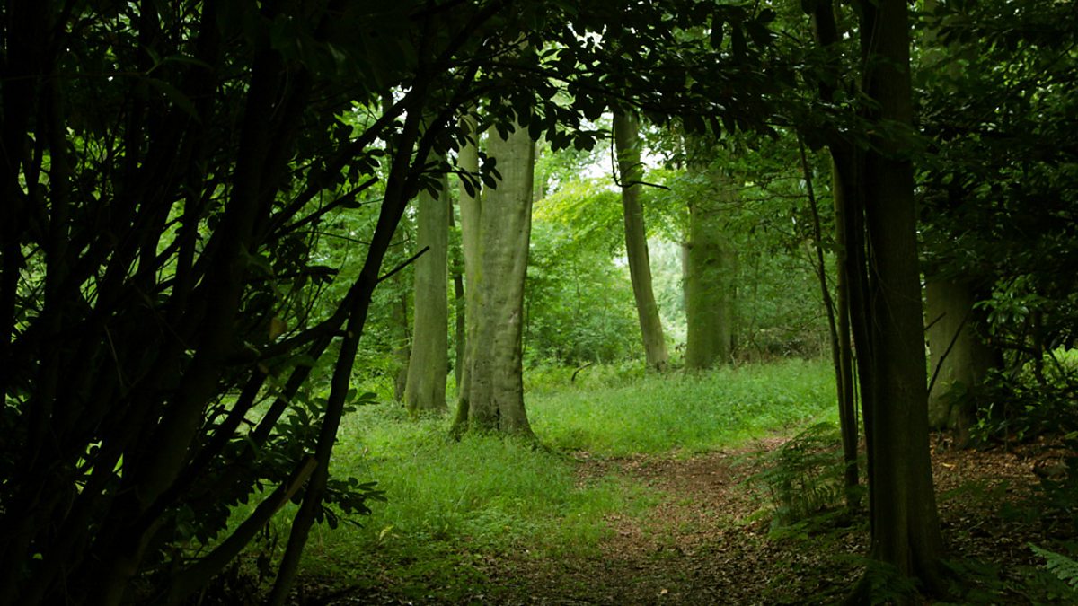 BBC Radio 4 - Open Country, A World in a Woodland