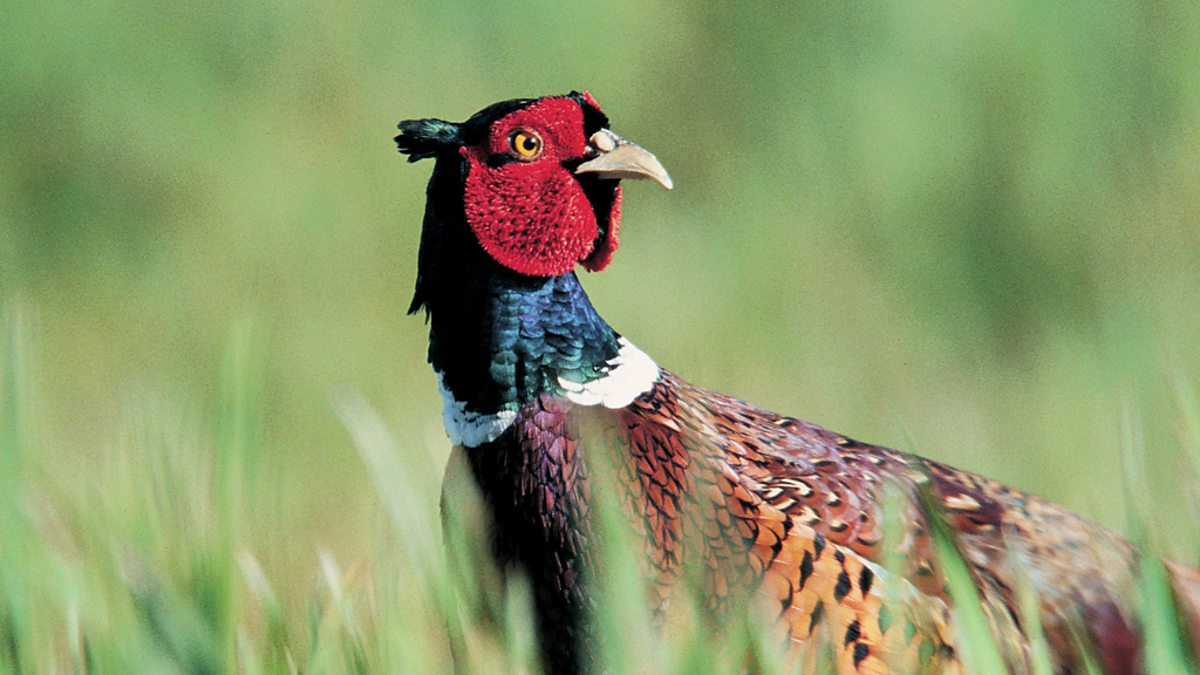 English Pheasant