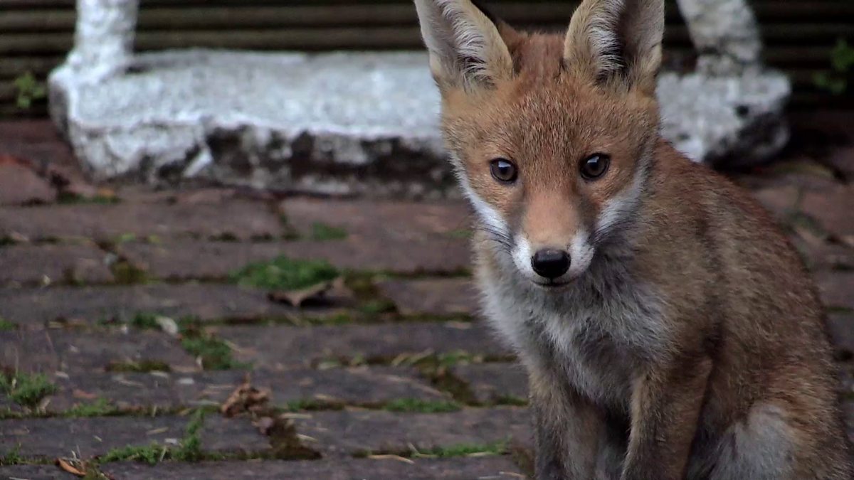 First fox. Глаза бешеной лисы. Черная бешеная лиса. Как выглядит бешеная лиса.