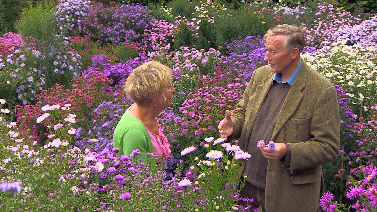 BBC Two Gardeners' World, 2013, Episode 28, National Collection of asters
