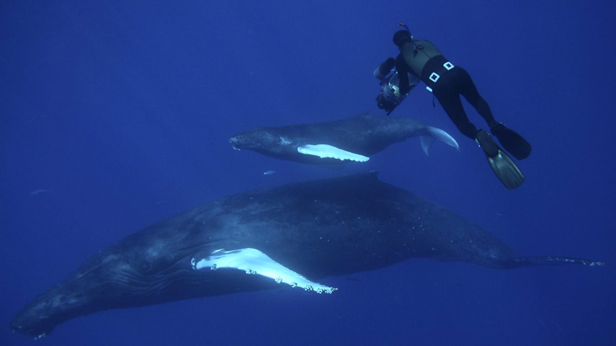 Bbc One Ocean Giants 