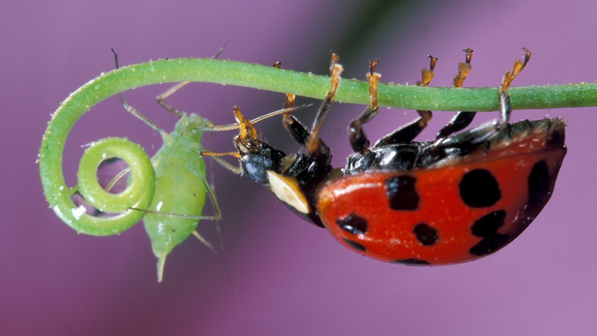 BBC Four - Insect Worlds