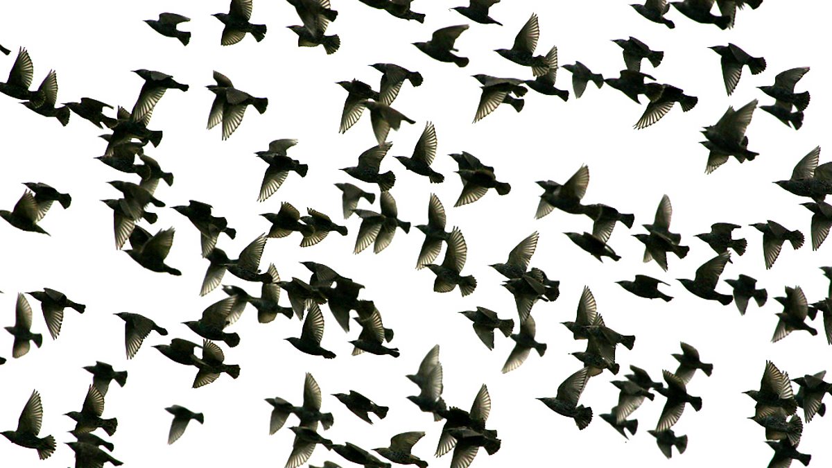 the birds by daphne dumaurier