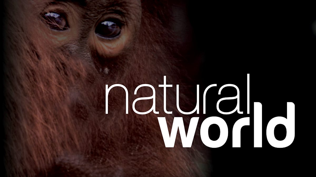 The natural world mean. Bbc natural World. Natural bbc. Bbc Bristol natural World. Bbc nature.