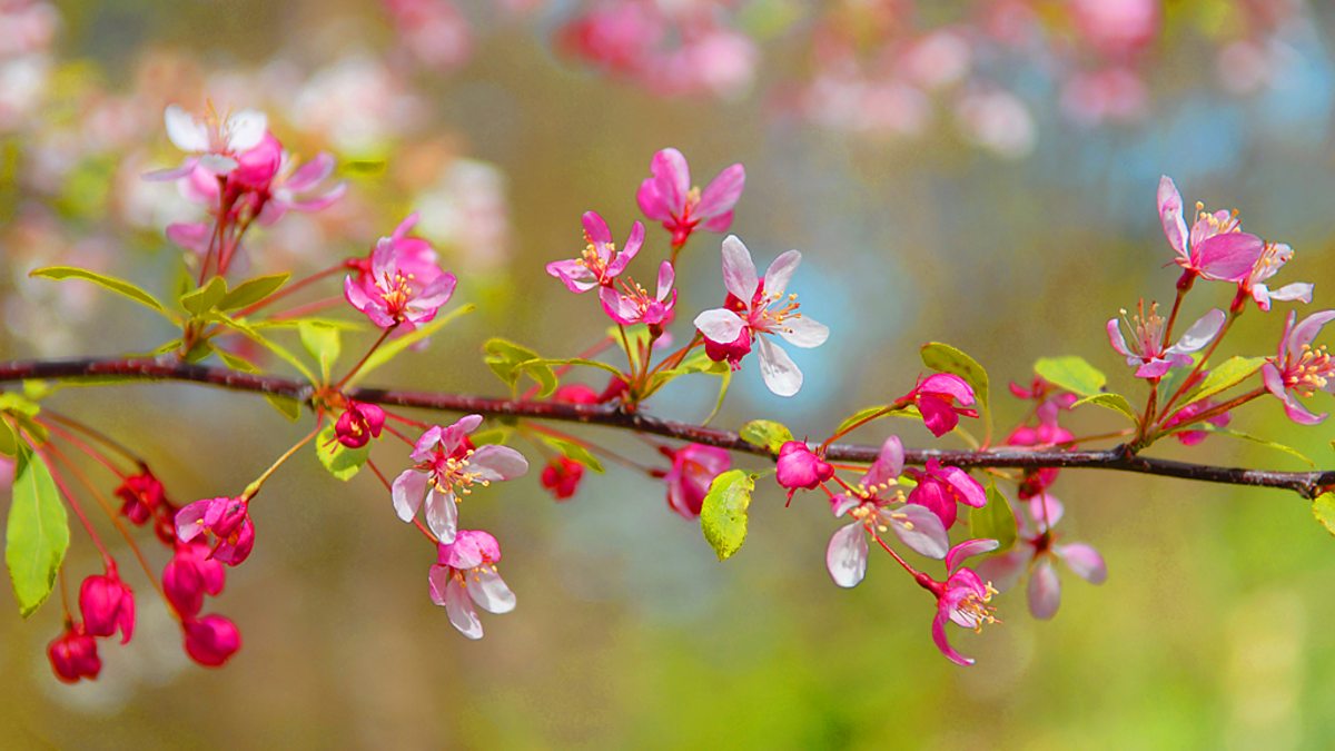 Crab apple blossom