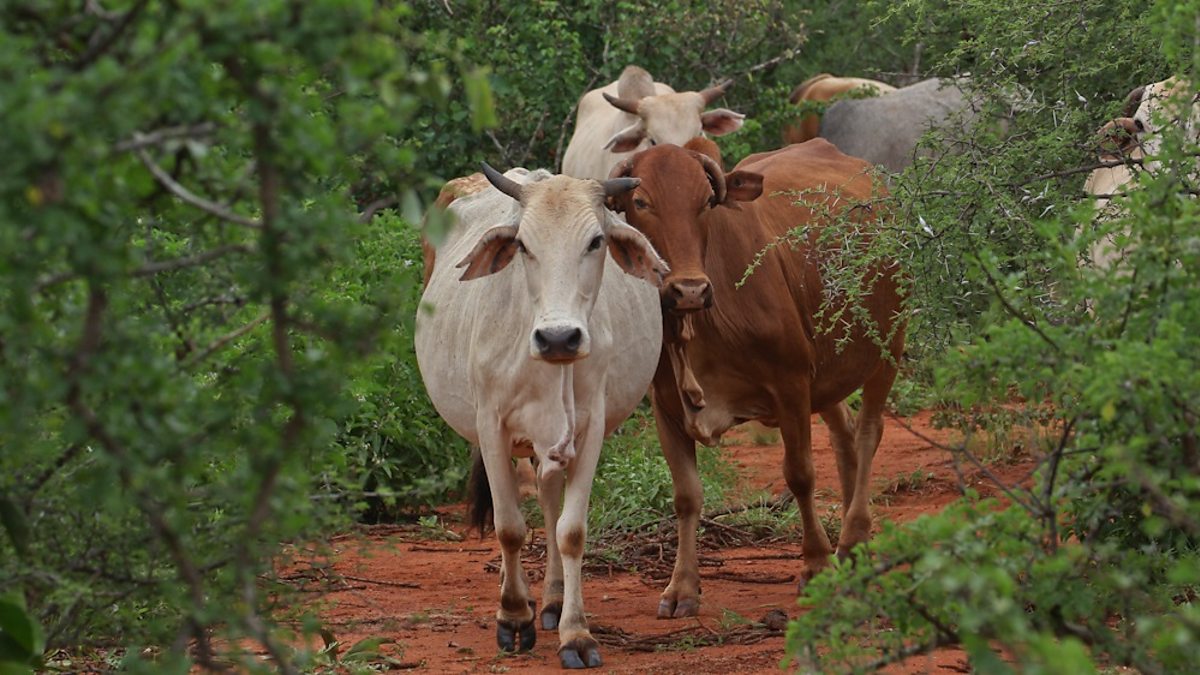 BBC Radio 4 - Borana cattle in the thornscrub - Shared Planet ...