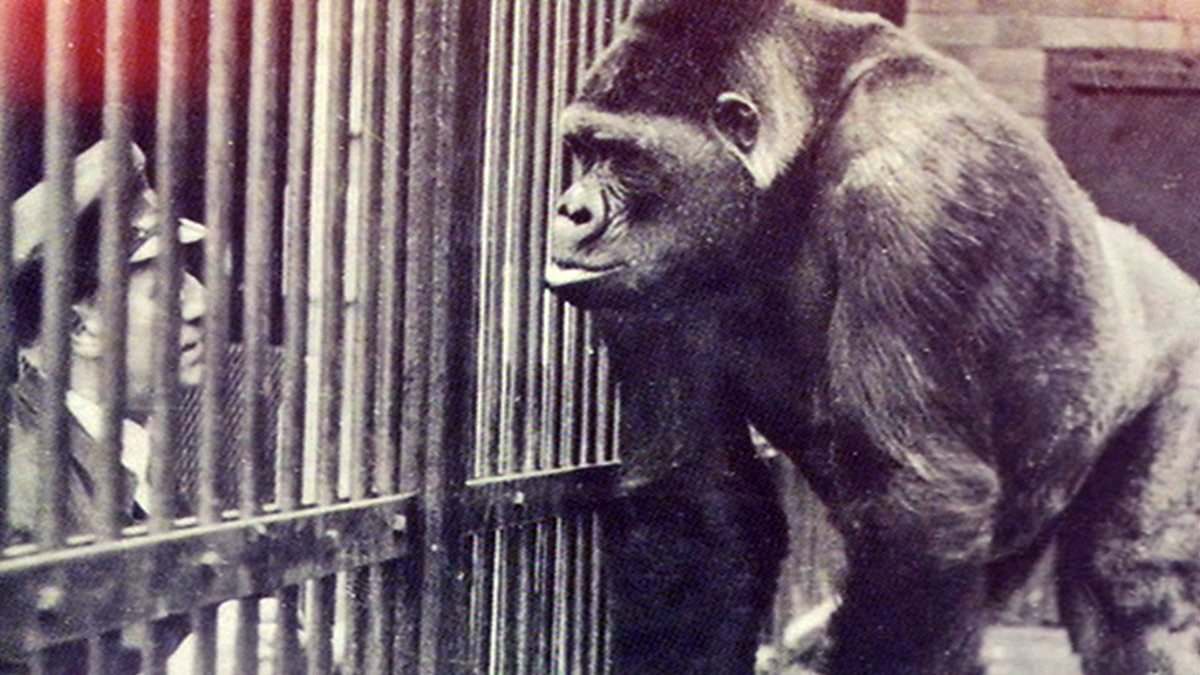 BBC Four Timeshift, Series 13, A Day at the Zoo