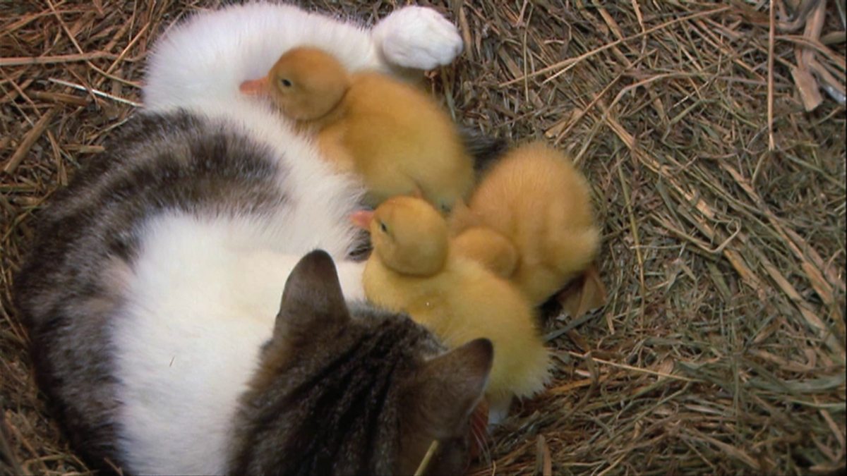 baby ducklings and kittens