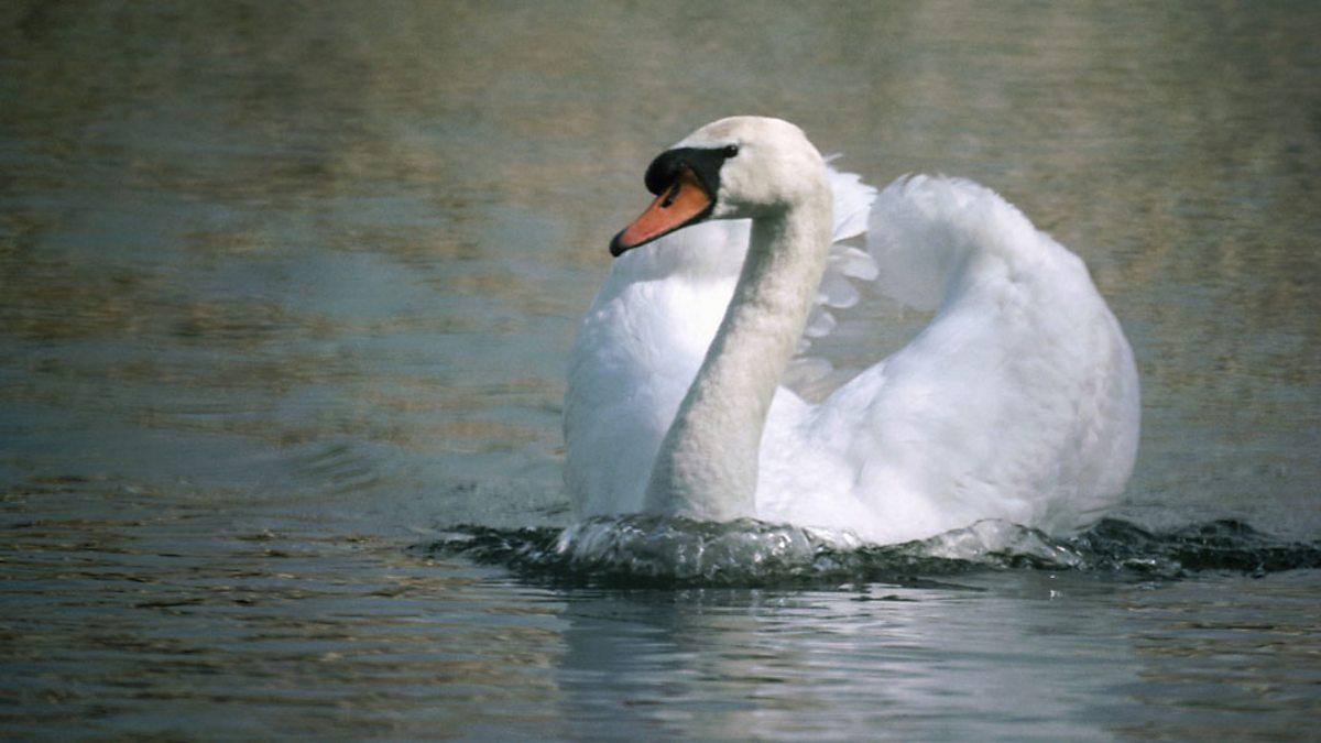 BBC Radio 4 Tweet of the Day, Mute Swan