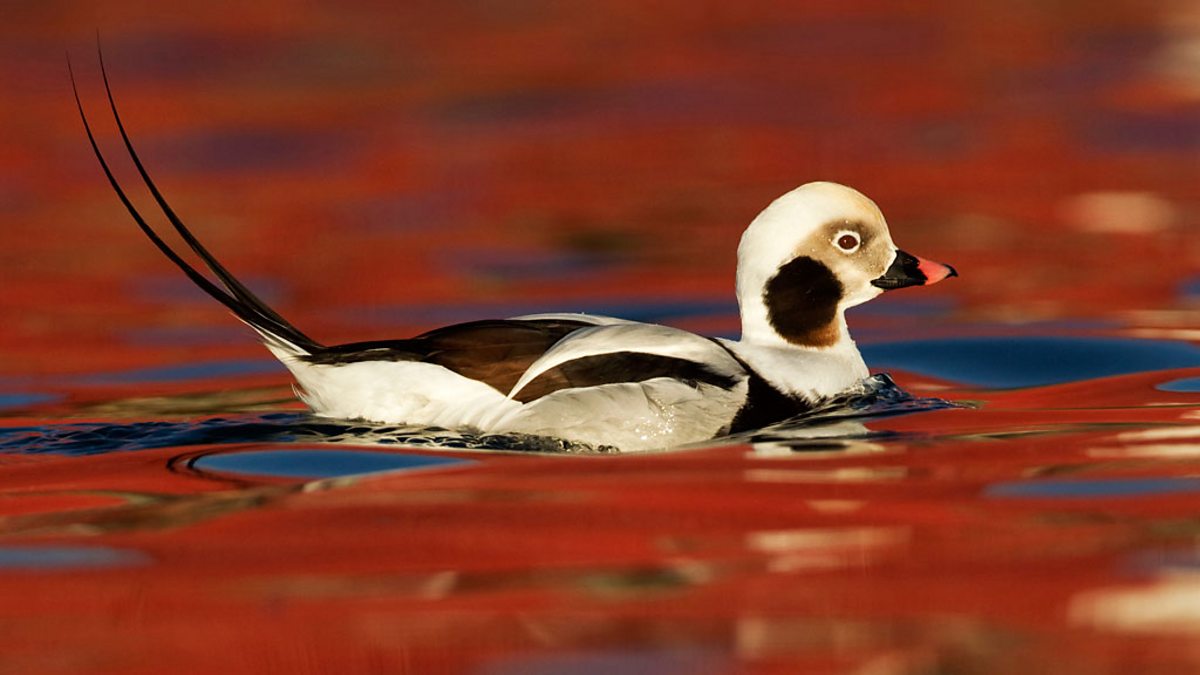 BBC Radio 4 - Tweet of the Day, Long-tailed Duck