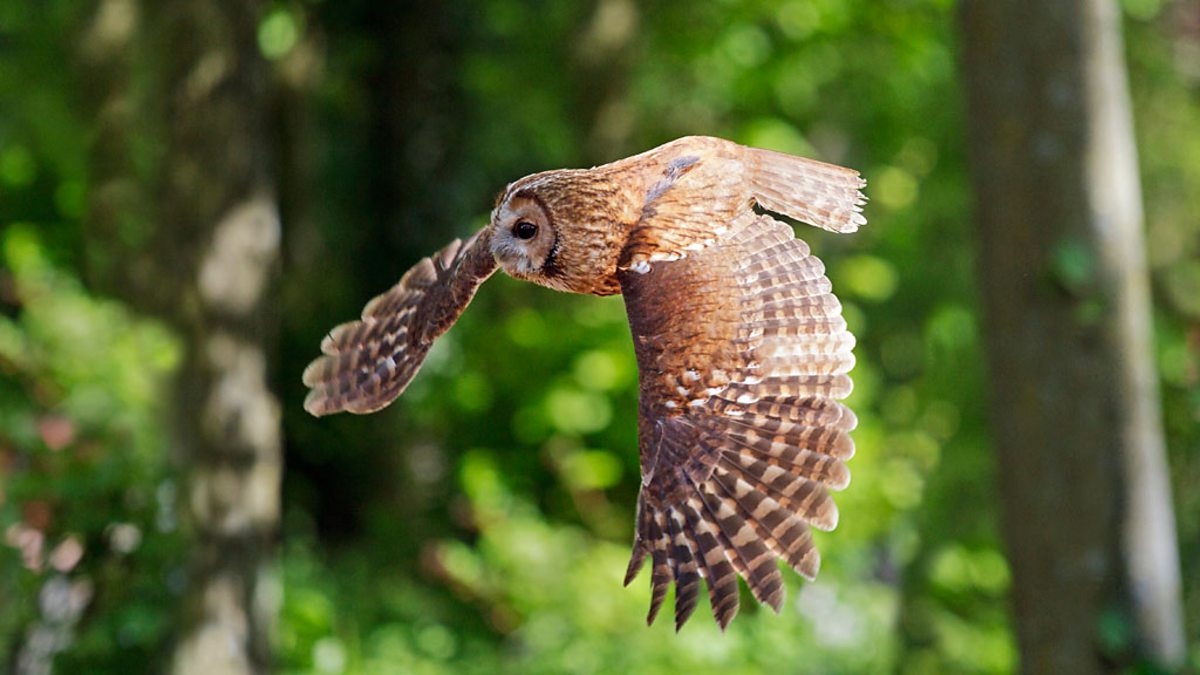 BBC Radio 4 Tweet of the Day, Tawny Owl (Winter)