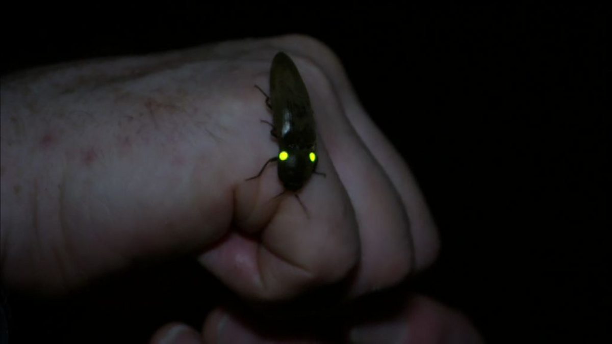 BBC Two The Dark Nature's Nighttime World, Central American Jungle