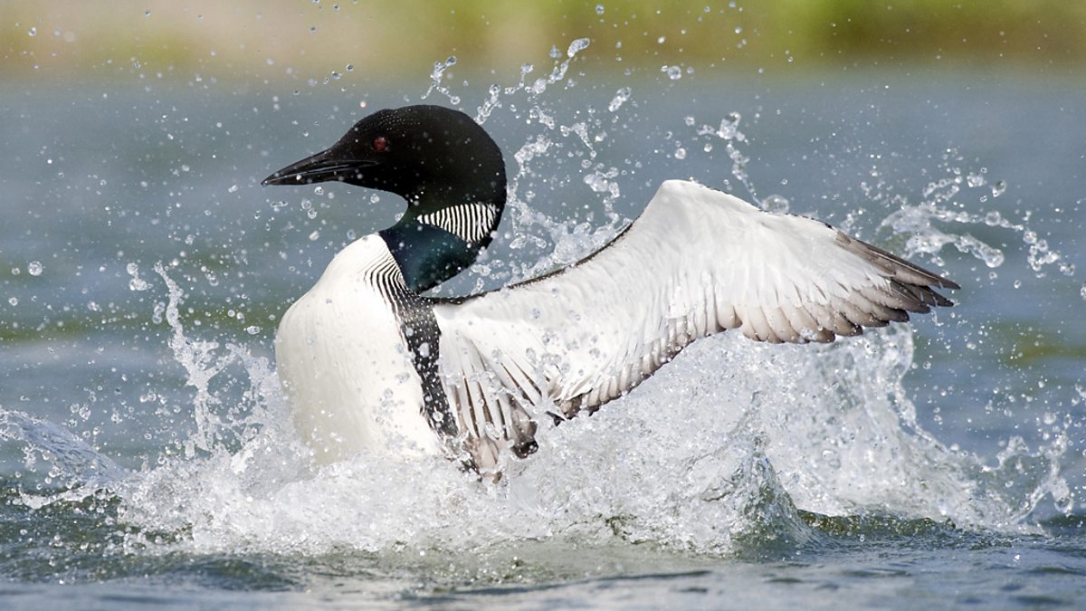 BBC Radio 4 - Tweet of the Day, Great Northern Diver