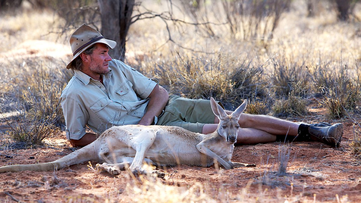 Кенгуру эндемик. Кенгуру в австралии. Австралия подборка фото. Кенгуру в австралии. Он в австралии живет.