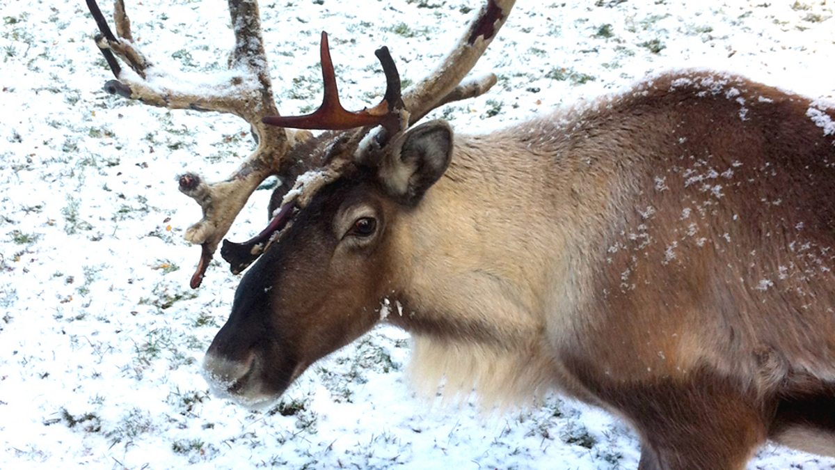 BBC Radio 4 - On Your Farm, Reindeer Herd