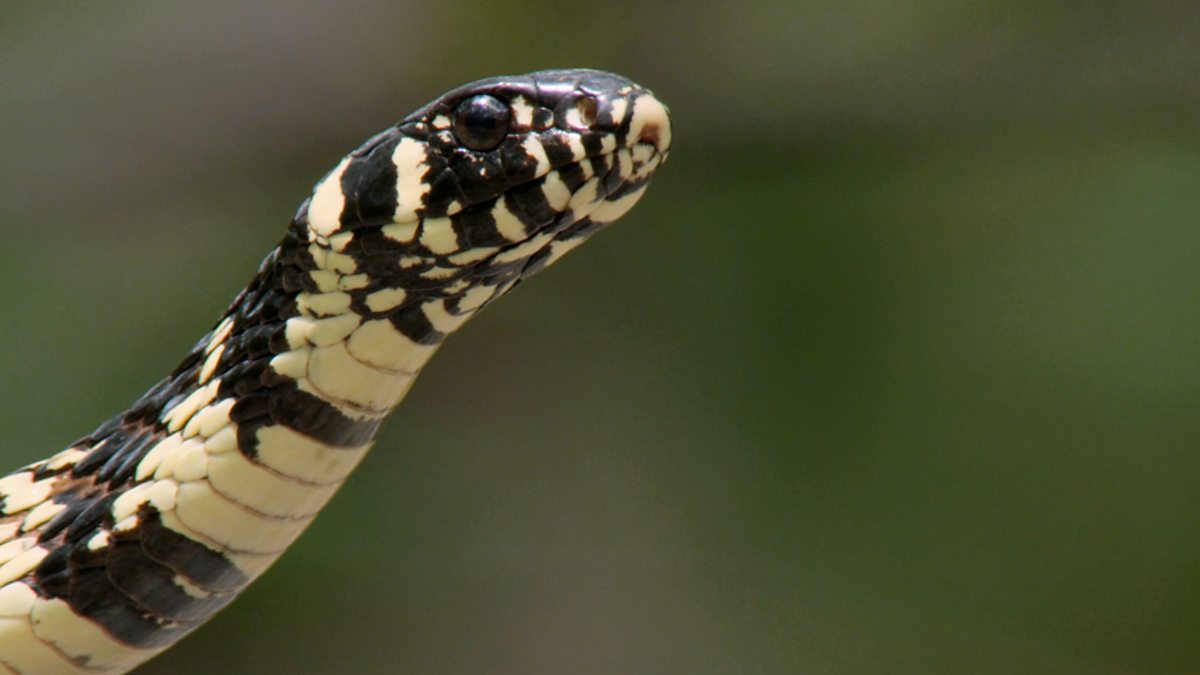 BBC Two Wild Brazil, A Dangerous World, Snake scare