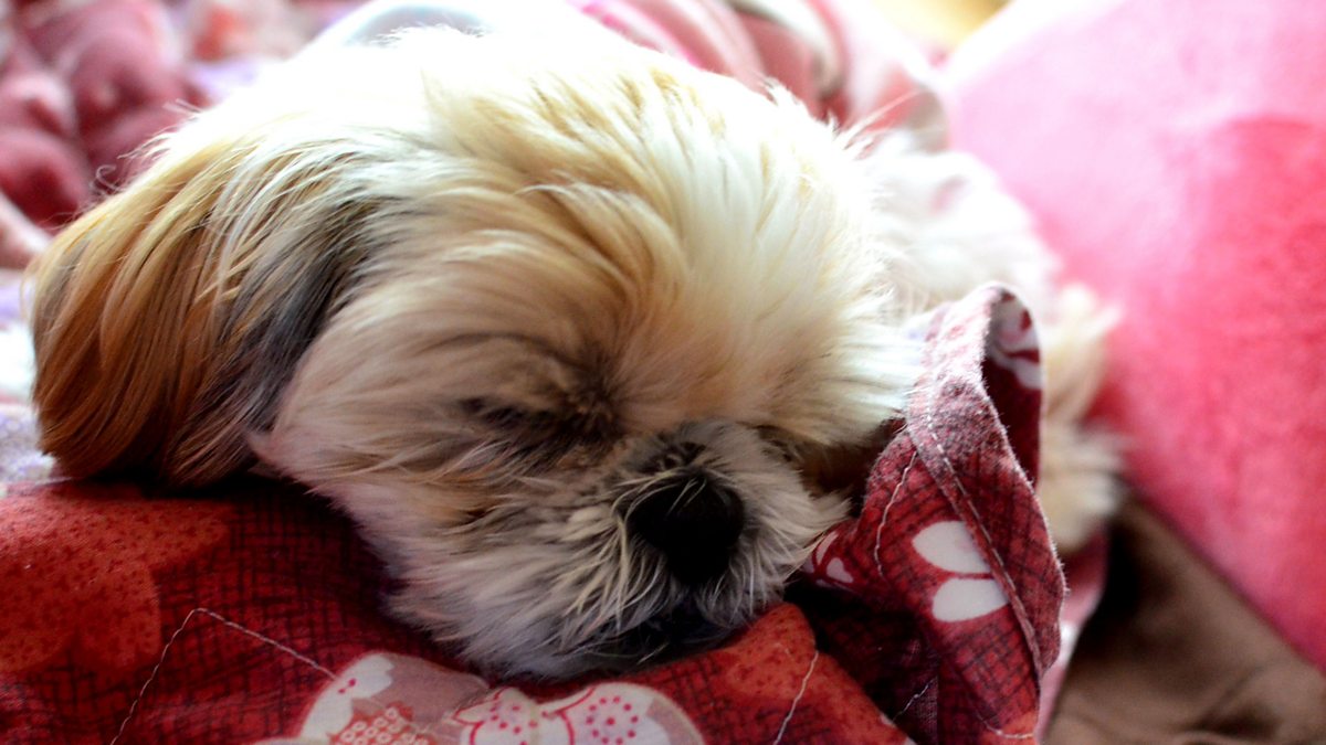 shih tzu snoring