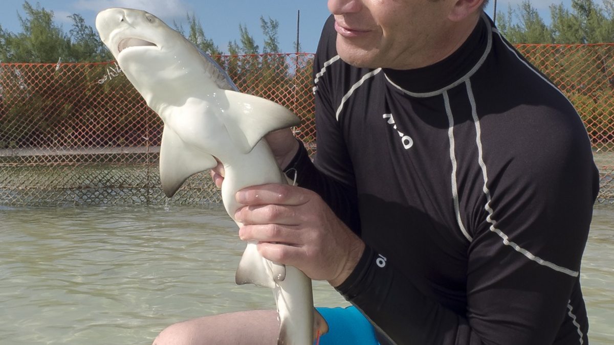 BBC Two - Chris with a baby lemon shark - Inside the Animal Mind - You ...