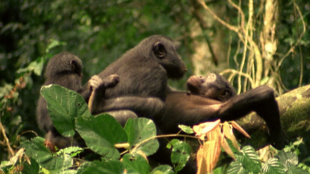 A vida sexual dos bonobos, os macacos 'feministas' - BBC News Brasil