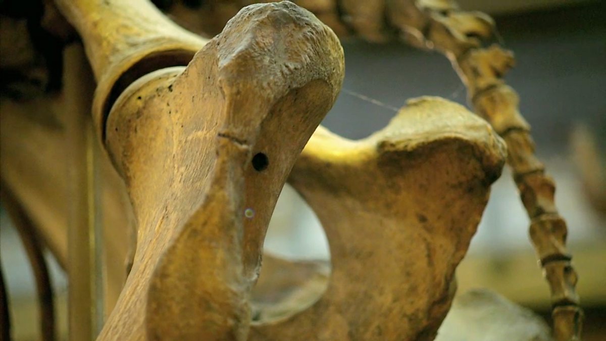 BBC Four - Secrets of Bones, Size Matters, The strongest bone in the
