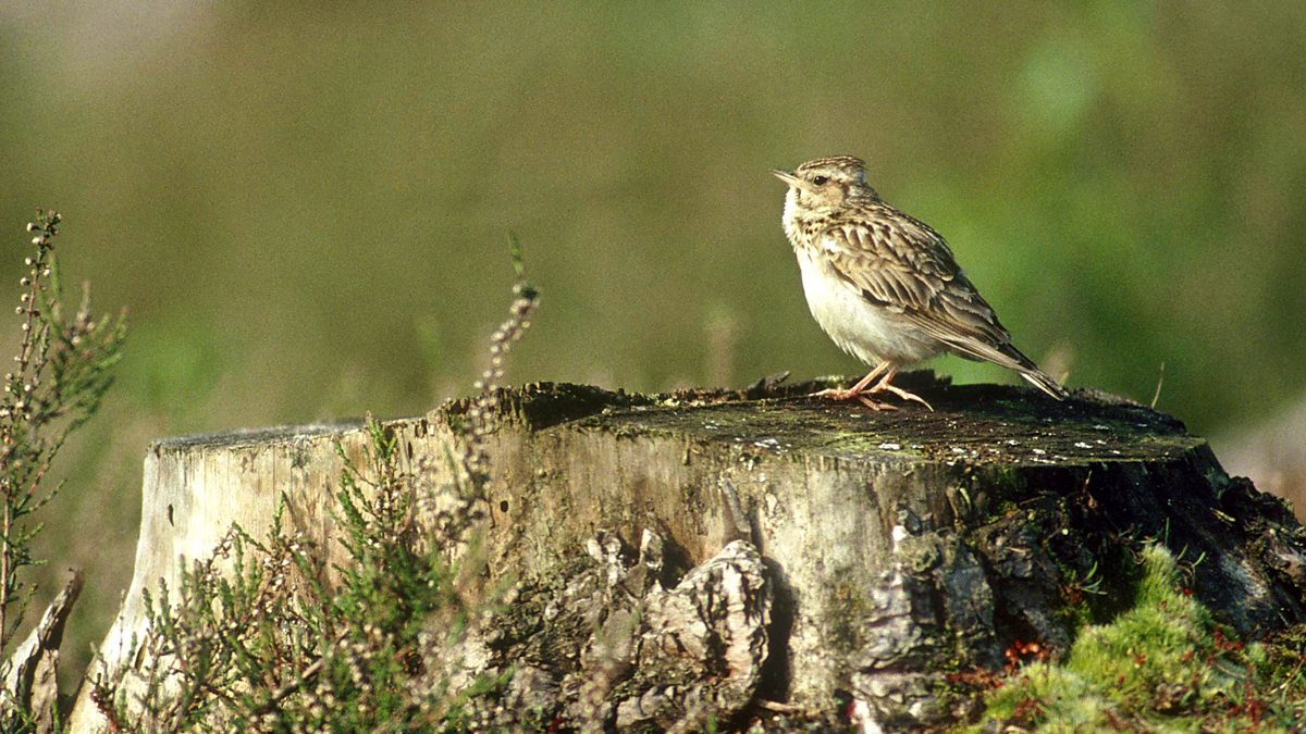 BBC Radio 4 - Tweet of the Day, Woodlark