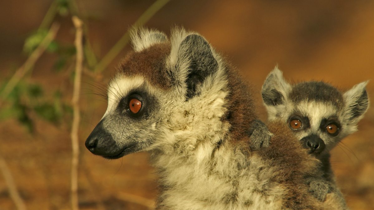 ring tailed lemur baby sale