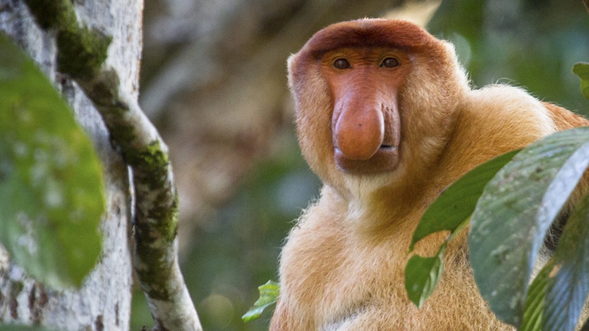 Monkey proboscis bbc nasalis larvatus planet