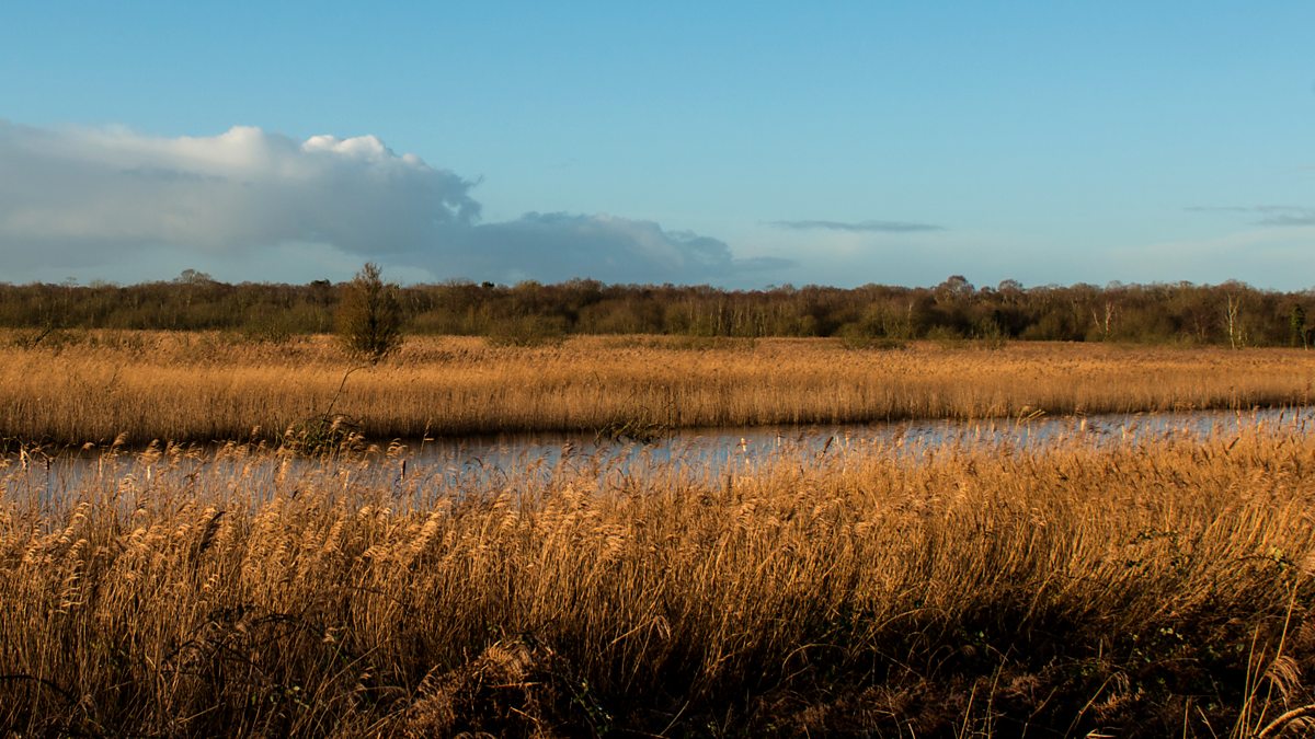 BBC Radio 4 - Living World, A Starling Eruption