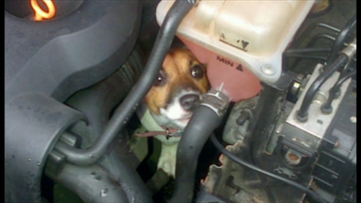 BBC Radio 5 Live 5 Live Breakfast, 05/03/2014, Dog stuck in car