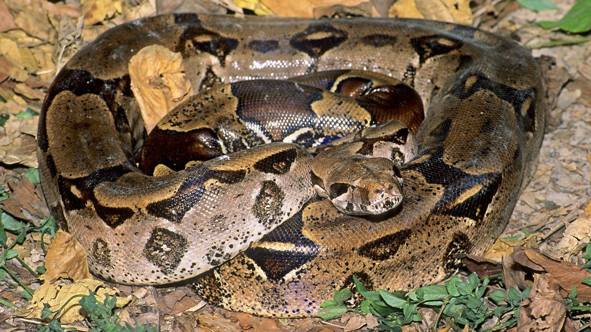 Удав констриктор император. Удав боа констриктор. Удав боа констриктор. Сколько удавы. Удав обыкновенный императорский.