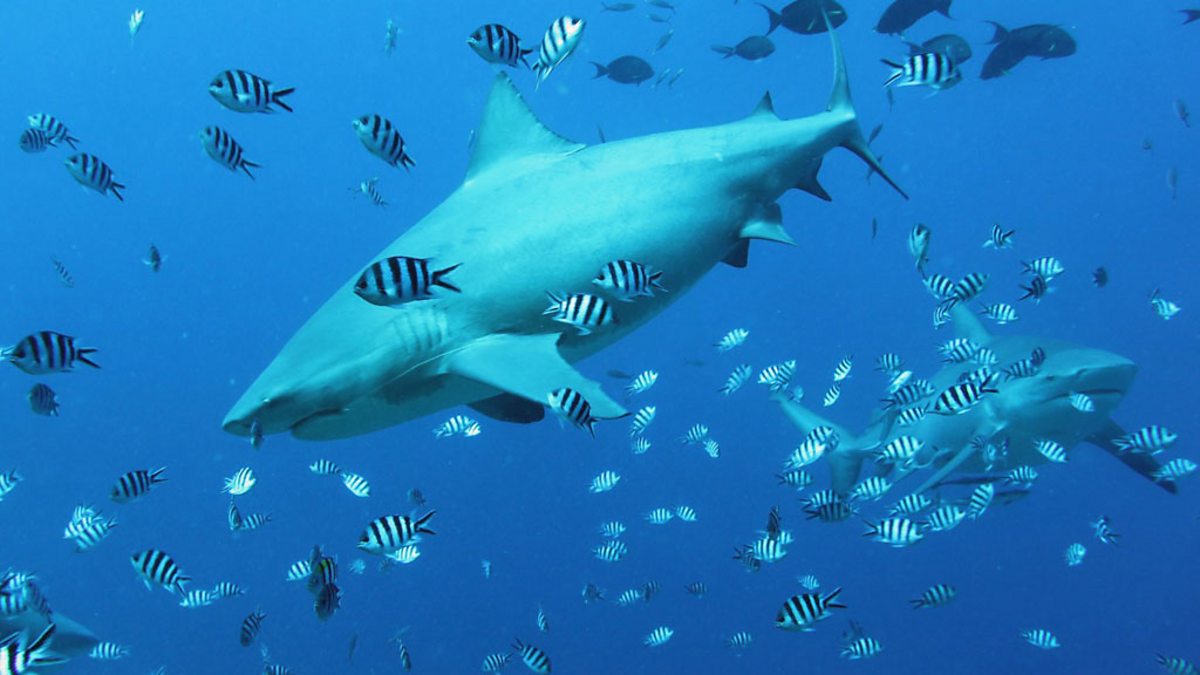 Los tiburones you can go. Китовая акула в сравнении с человеком. Sharks Lagoon. Los tiburones группа.