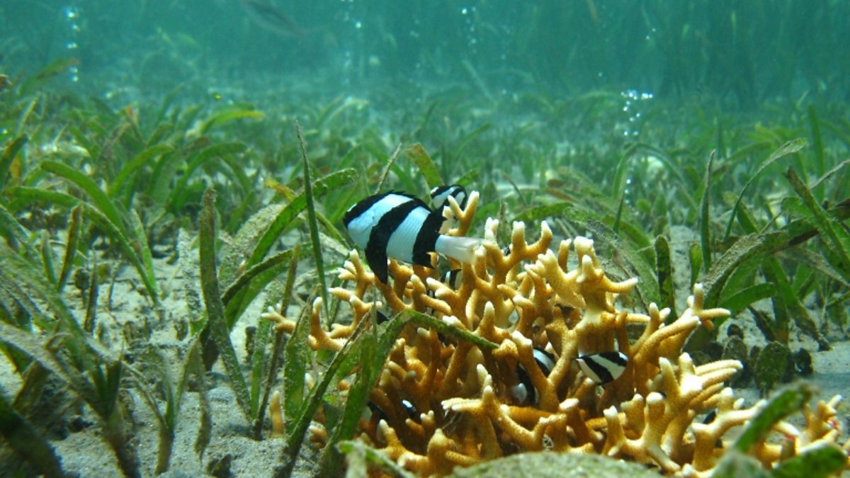 BBC World Service Newshour, Acidic water makes fish ‘lose survival