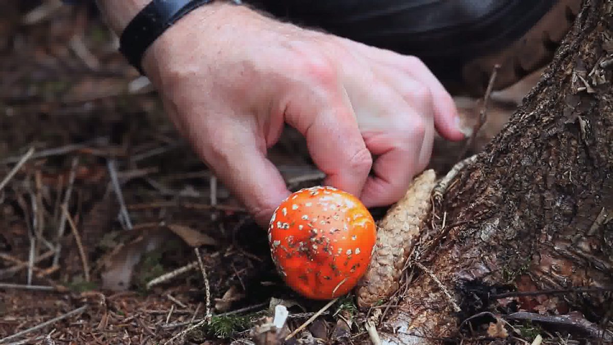 BBC Four The Magic of Mushrooms, Preview The Magic of Mushrooms