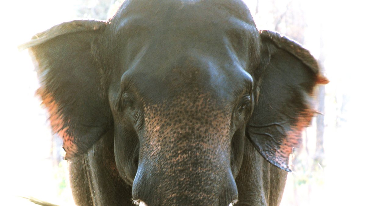 BBC Radio 4 - Something Understood, The Elephant