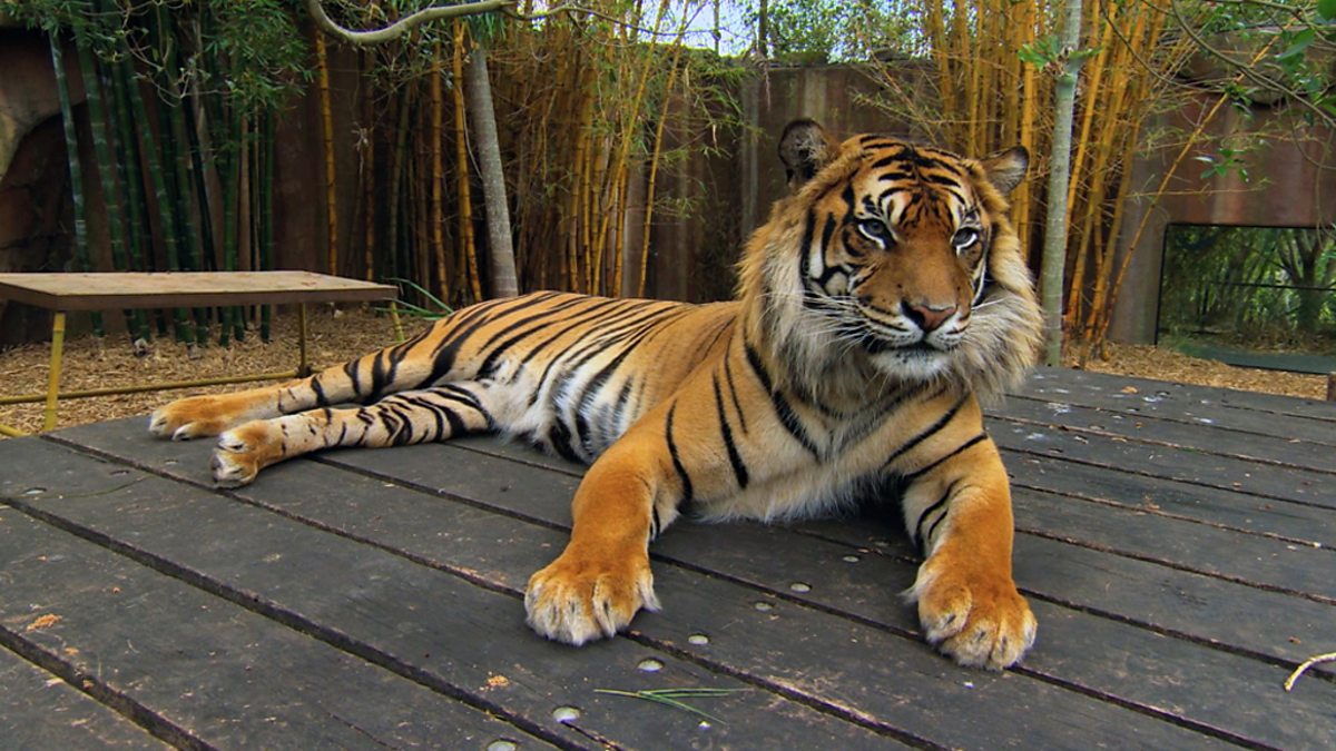 BBC Two Juma, 9 years old, Australia Zoo Tigers about the House, Series 1, Episode 3 In