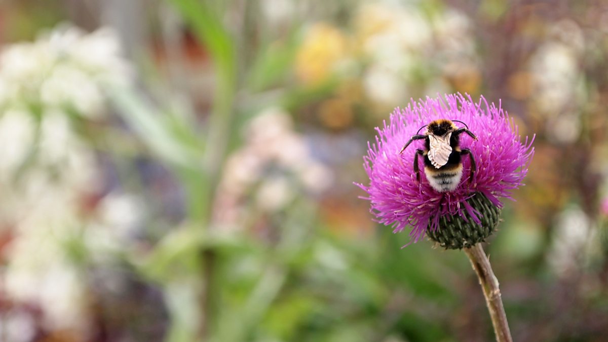 BBC Two - RHS Chelsea Flower Show - BBC RHS People's Choice Award vote 2015