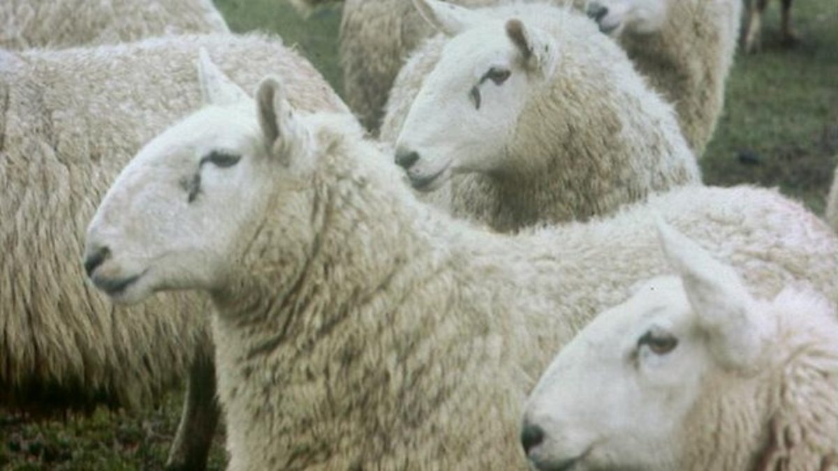 c Radio 4 Pm 24 03 14 Pm Listeners Sounds Sheep Bleating