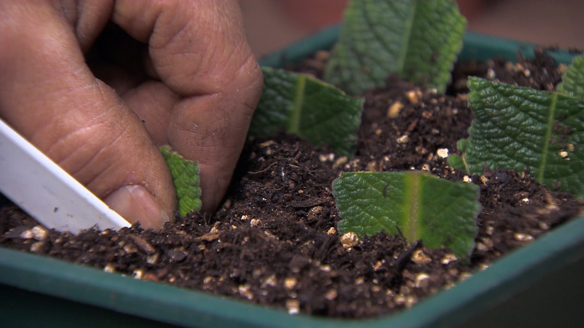 BBC Two Gardeners' World, 2014, Episode 10, Streptocarpus leaf cuttings