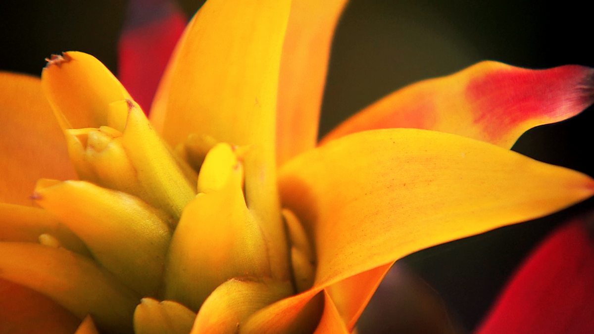 BBC Two - RHS Chelsea Flower Show, 2014, Episode 14