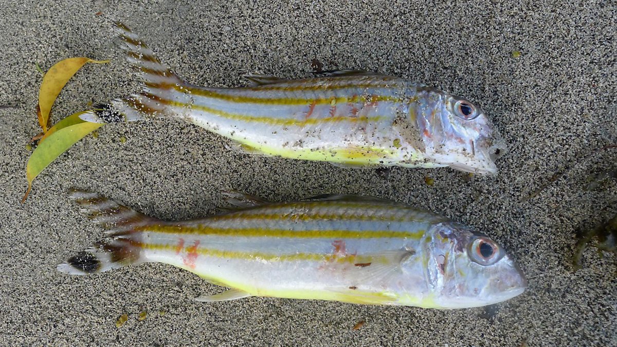 BBC Radio 4 Deou fish in Fiji BBC Inside Science, Longitude Prize