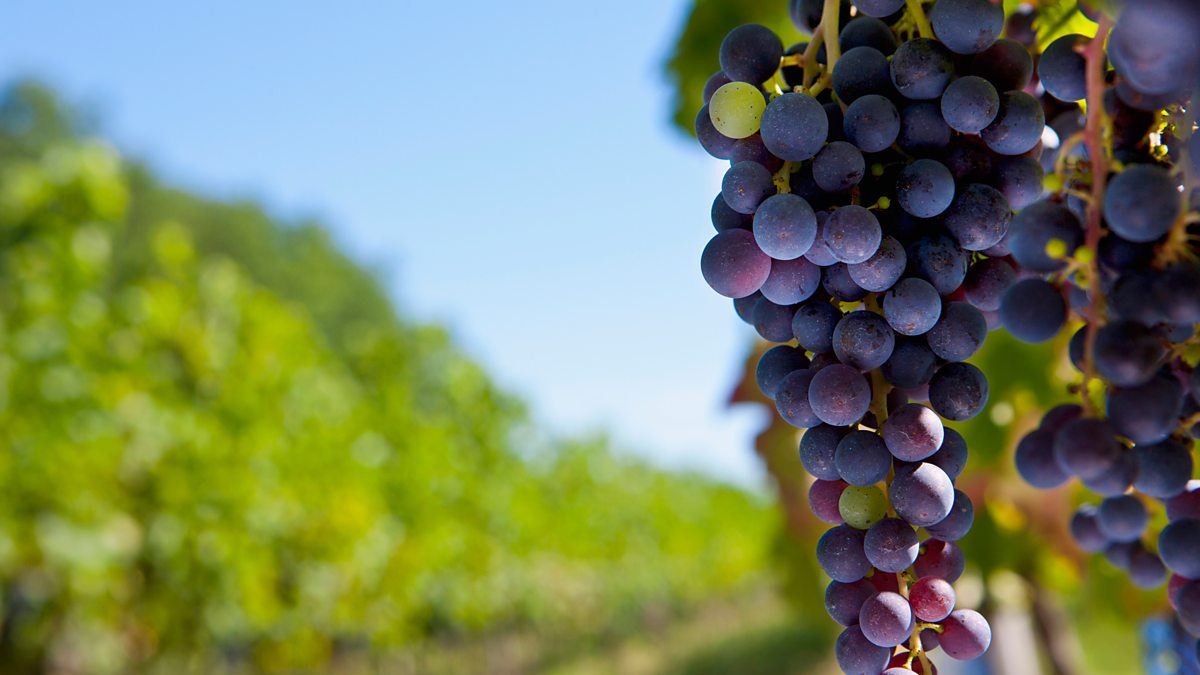 BBC Radio 4 You and Yours, English sparkling wine; Tax credit debts