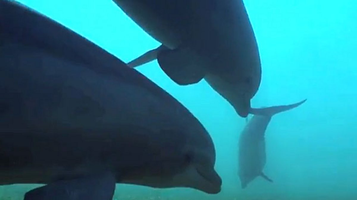 BBC One - Talk to the Animals, Episode 2, Dolphin whistles