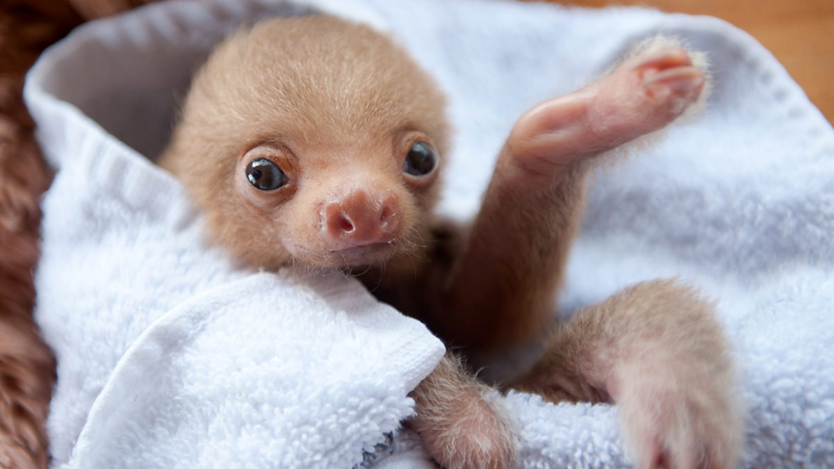 BBC One - Kermie the baby two-toed sloth - Nature's Miracle Orphans