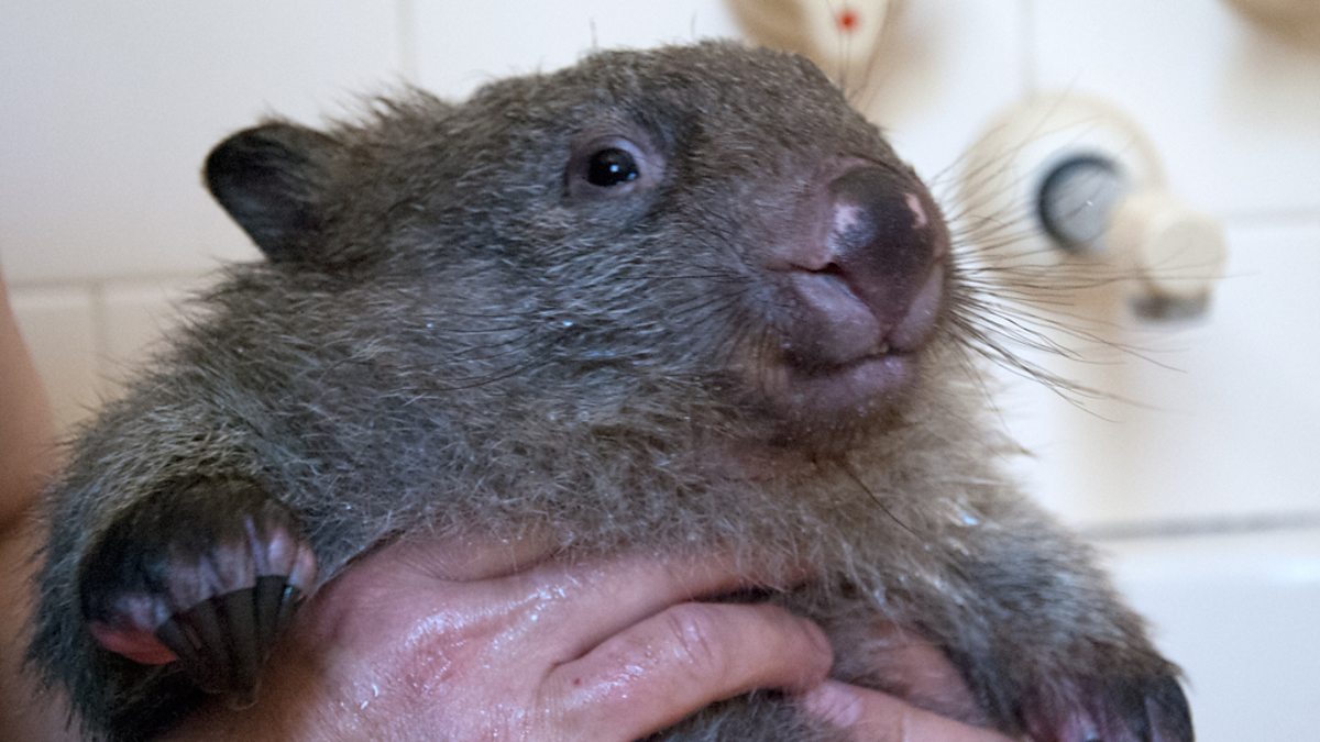 BBC One - Nature's Miracle Orphans, Series 1 - Stacey the wombat