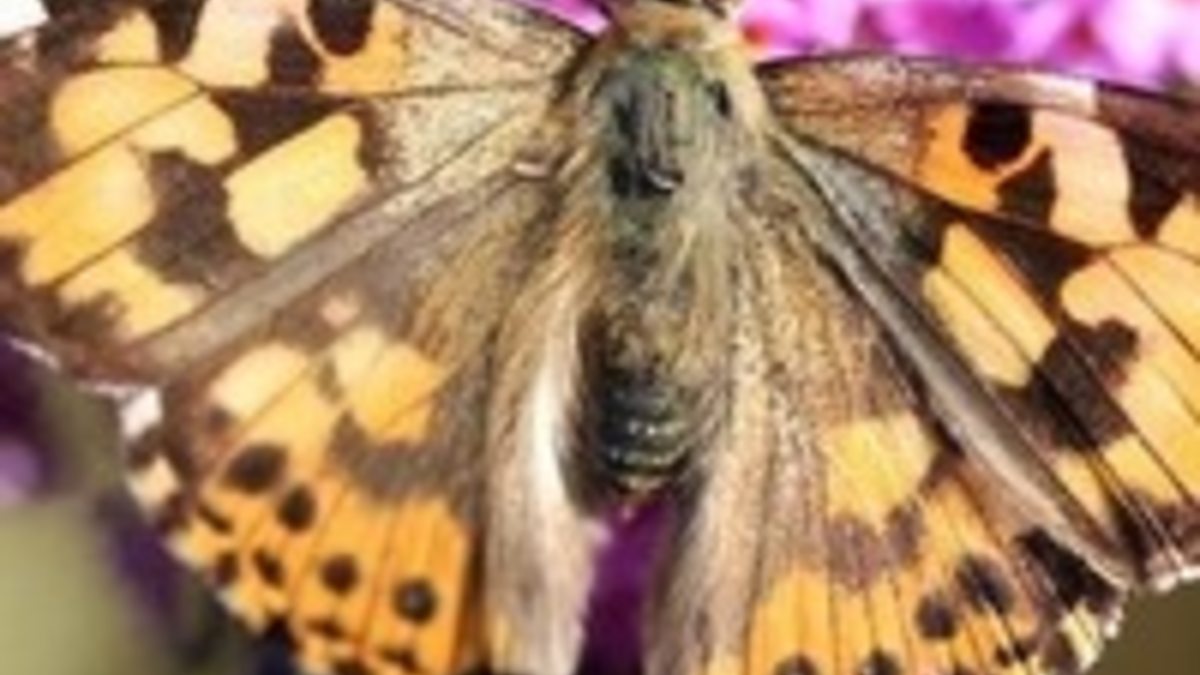 Bbc Two Springwatch Brett S Butterflies And Buddleia