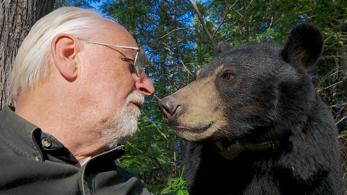 Bears world. Wyoming Jogger reasons with Bear in face-off. Ricardo with Bear. Natural World show.