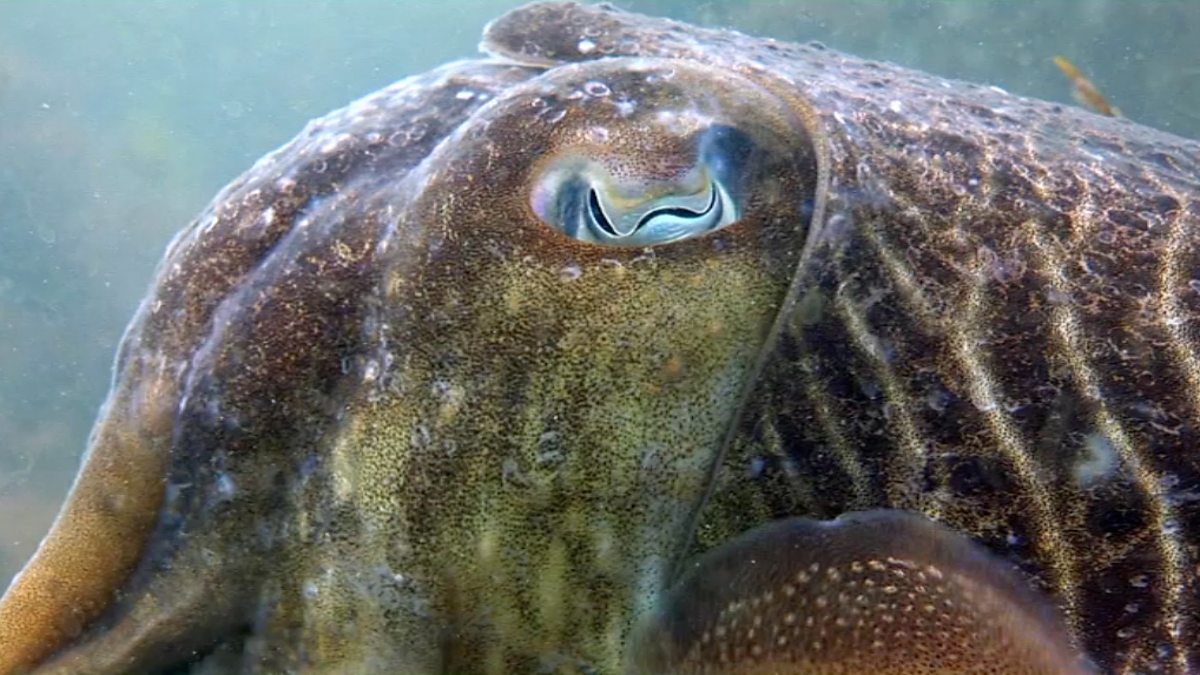 BBC Two - Springwatch, Courting cuttlefish