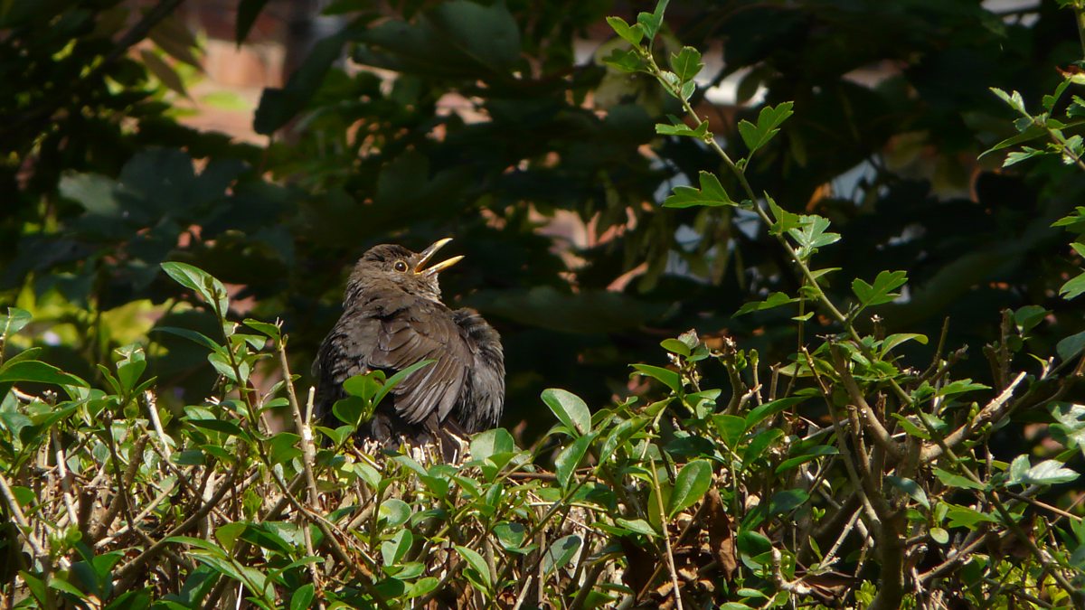 BBC Two Springwatch, Ask Brett Why do blackbirds sunbathe?