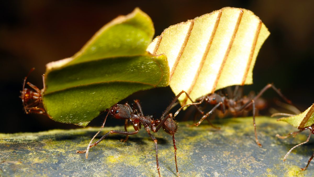 BBC Four - The Wonder of Animals - Wonder facts: Ants